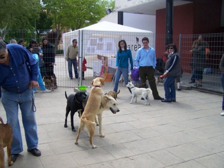 Esterelizar mascotas