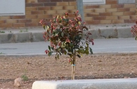 Planta del parque M.A. Blanco