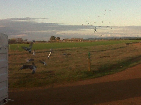 Palomas en vuelo