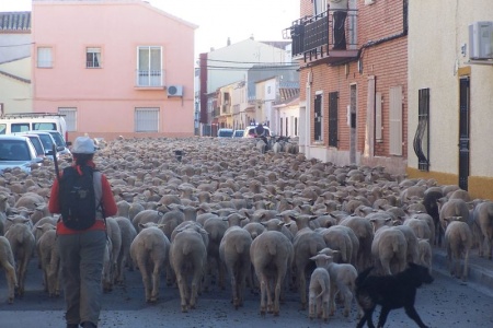 Ovejas Merinas a su paso por Manzanares