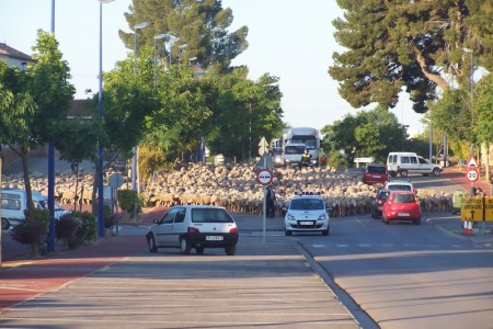 Ovejas Merinas a su paso por Manzanares mayo 2012