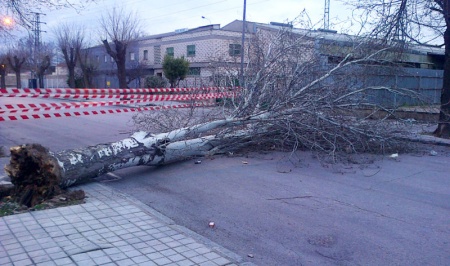 Árbol caido en el Polígono