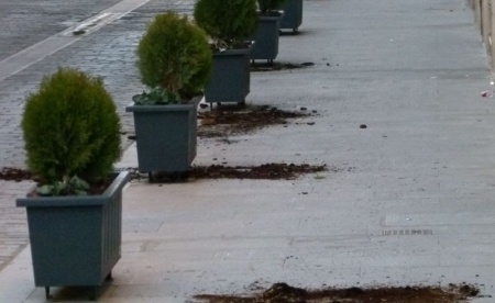 Plantas arrancadas en calle Reyes Católicos