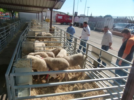 Sementales de raza ovina manchega expuestos en FERCAM para la subasta