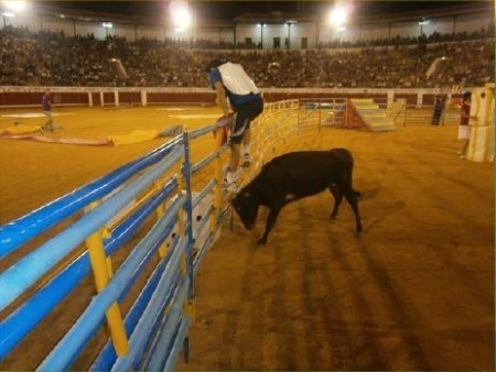 La vaquilla, protagonista del Grand Prix