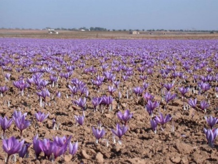 Campo de azafrán. Foto: DOP "Azafrán de La Mancha"