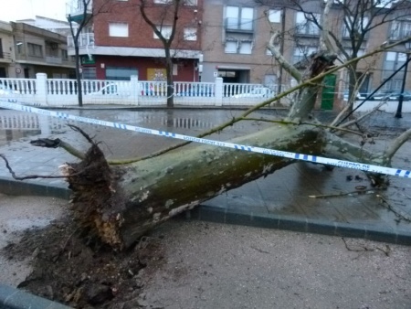 Árbol caído por el viento en los paseos Príncipe de Asturias