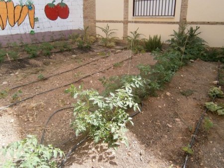 Huerto escolar del IES Sotomayor