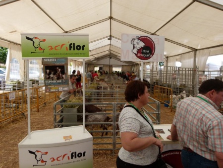 Exposición caprina del sector ganadero de FERCAM