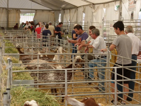 Ejemplares de raza florida en FERCAM 2014