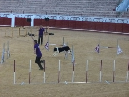 Exhibición de agility con un border collie