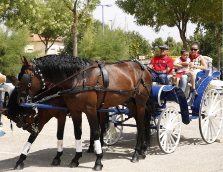 Paseo en carruaje de caballos en el "Día del Caballo"