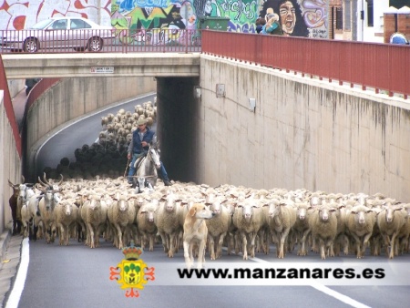 Trashumancia en Manzanares