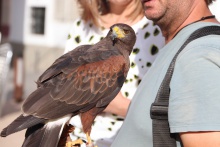 Águila de Harris para el control de la plaga de palomas