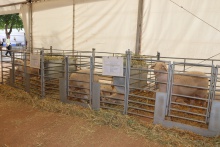 Presentación de ganado de Quesos El Consuelo en Fercam