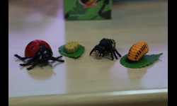 Taller de experimentos y curiosidades sobre insectos y otros bichos