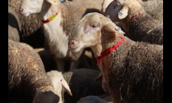 127ª subasta de sementales de raza ovina manchega (Agrama)