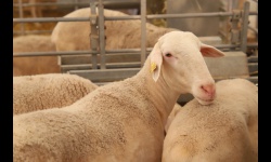 129º subasta de sementales de raza ovina manchega (Fercam 2025)