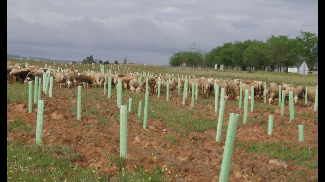 Zonas reforestadas en vías pecuarias de la provincia. Foto: JCCM