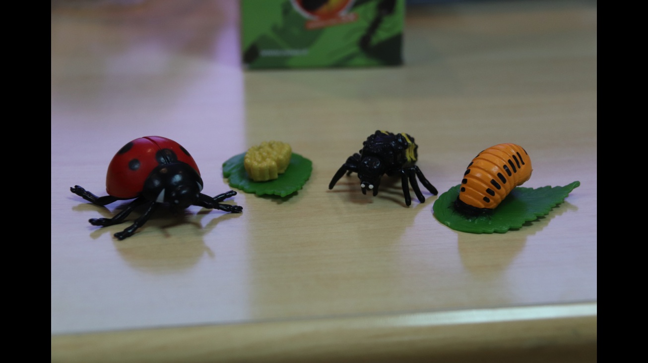 Taller de experimentos y curiosidades sobre insectos y otros bichos