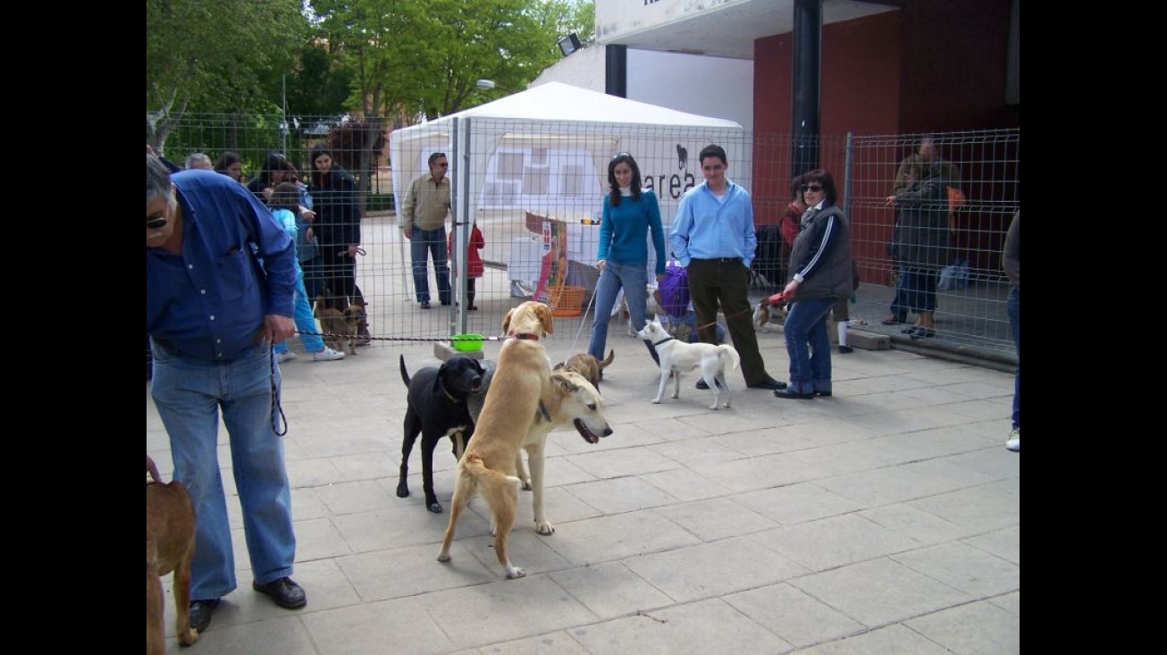 Esterelizar mascotas