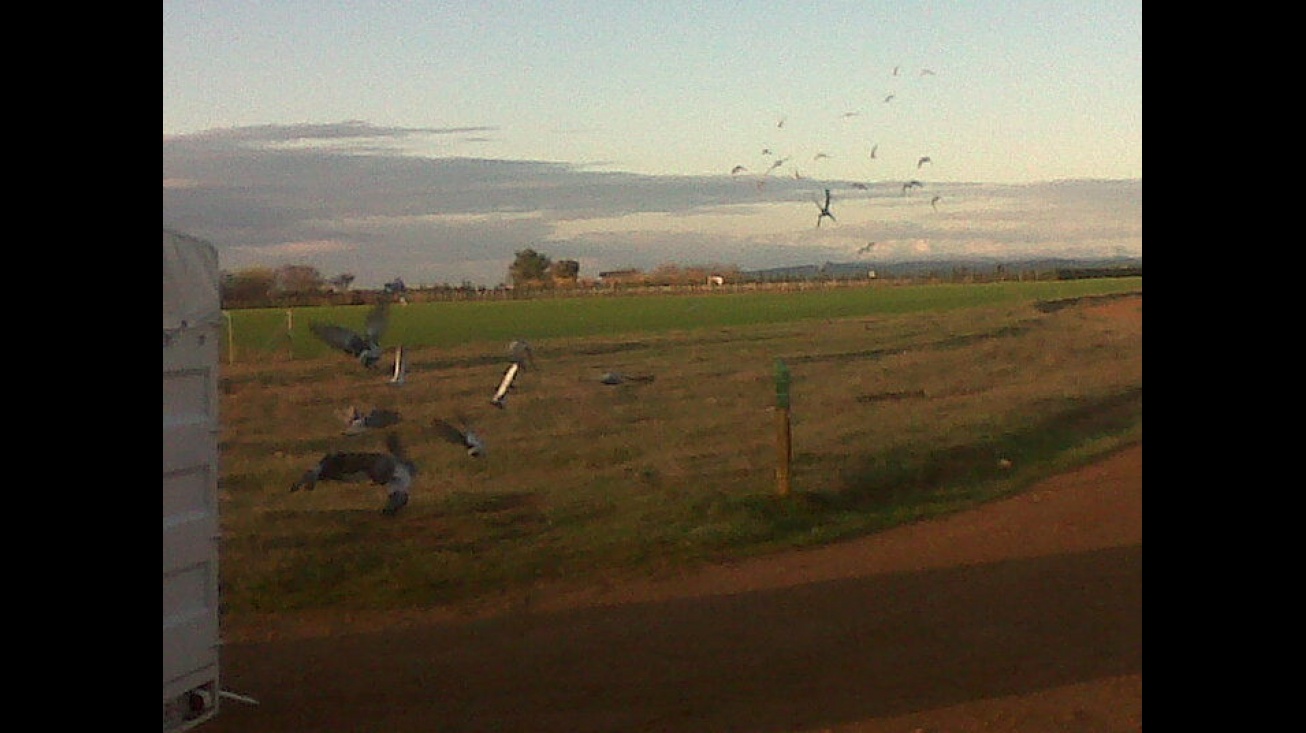 Palomas en vuelo