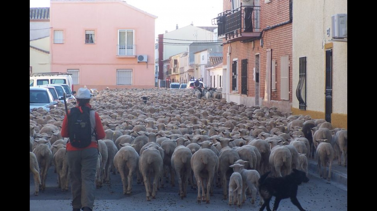 Ovejas Merinas a su paso por Manzanares