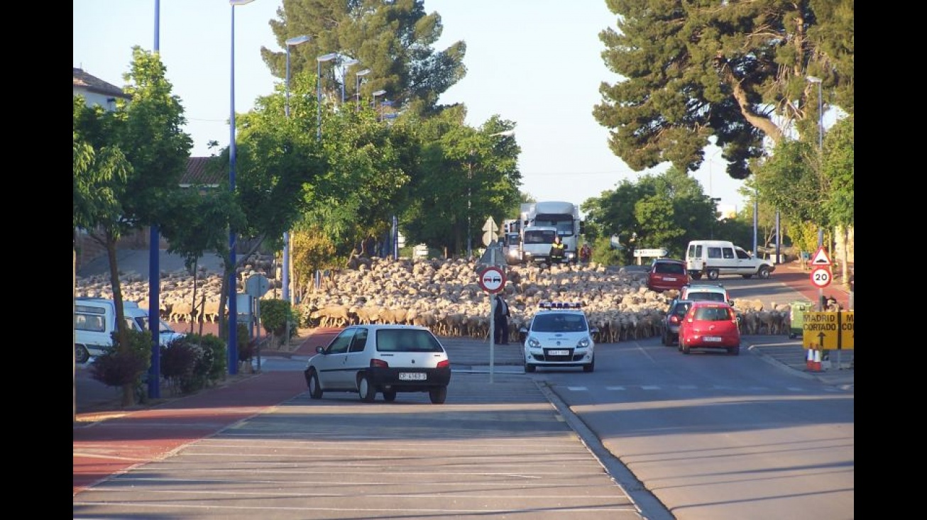 Ovejas Merinas a su paso por Manzanares mayo 2012