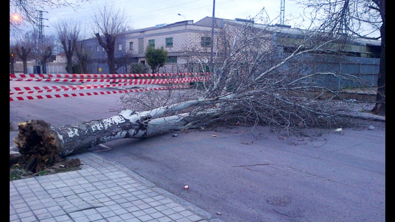 Árbol caido en el Polígono