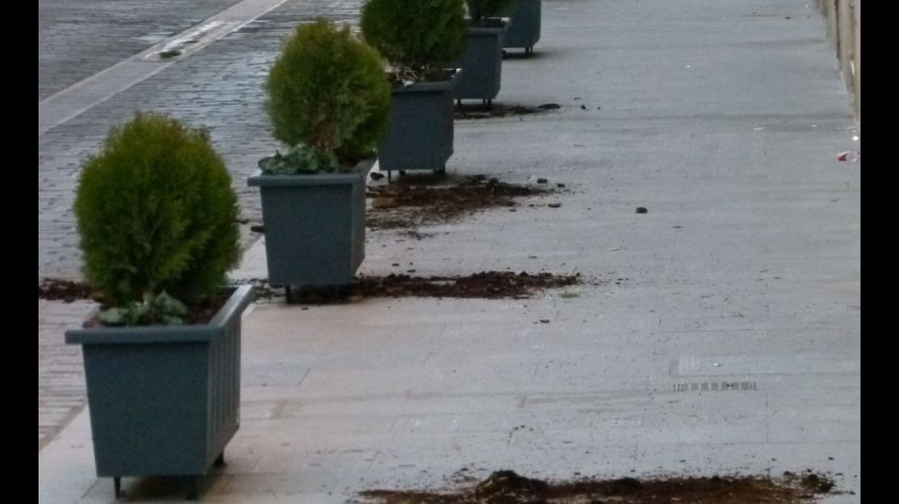 Plantas arrancadas en calle Reyes Católicos