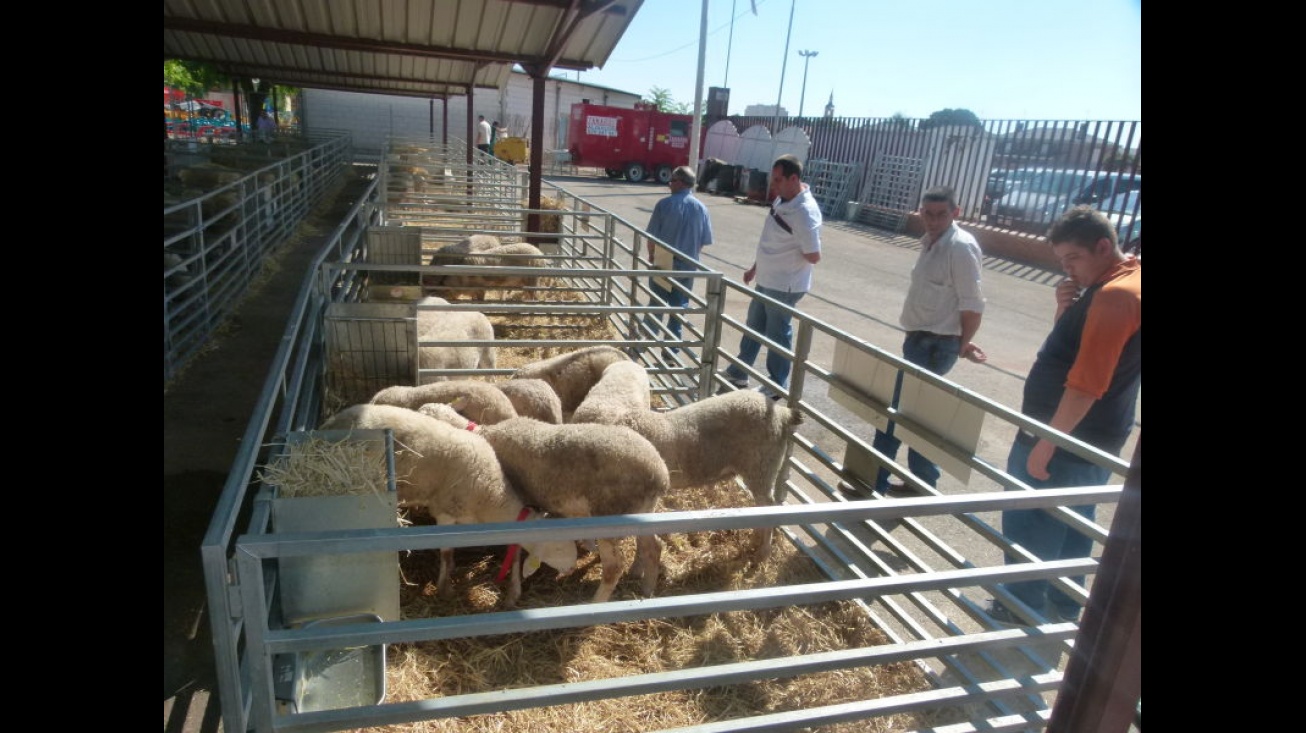 Sementales de raza ovina manchega expuestos en FERCAM para la subasta