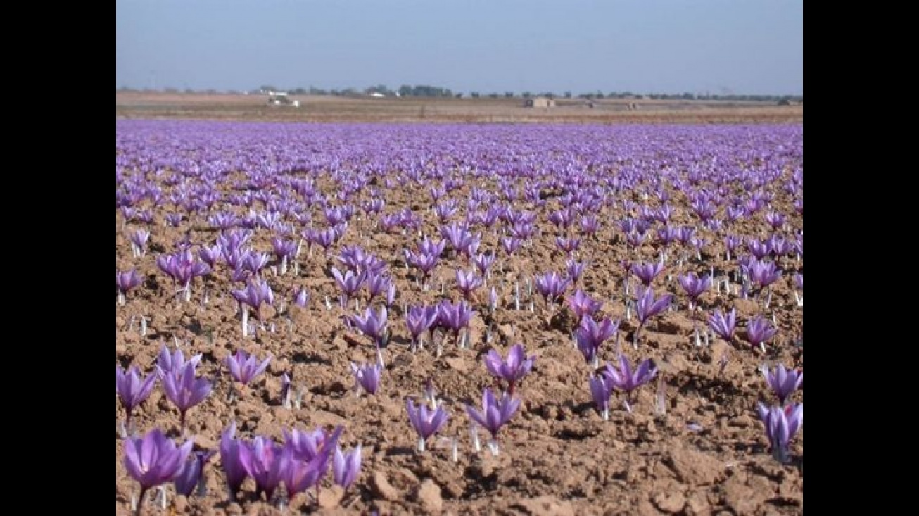 Campo de azafrán. Foto: DOP "Azafrán de La Mancha"