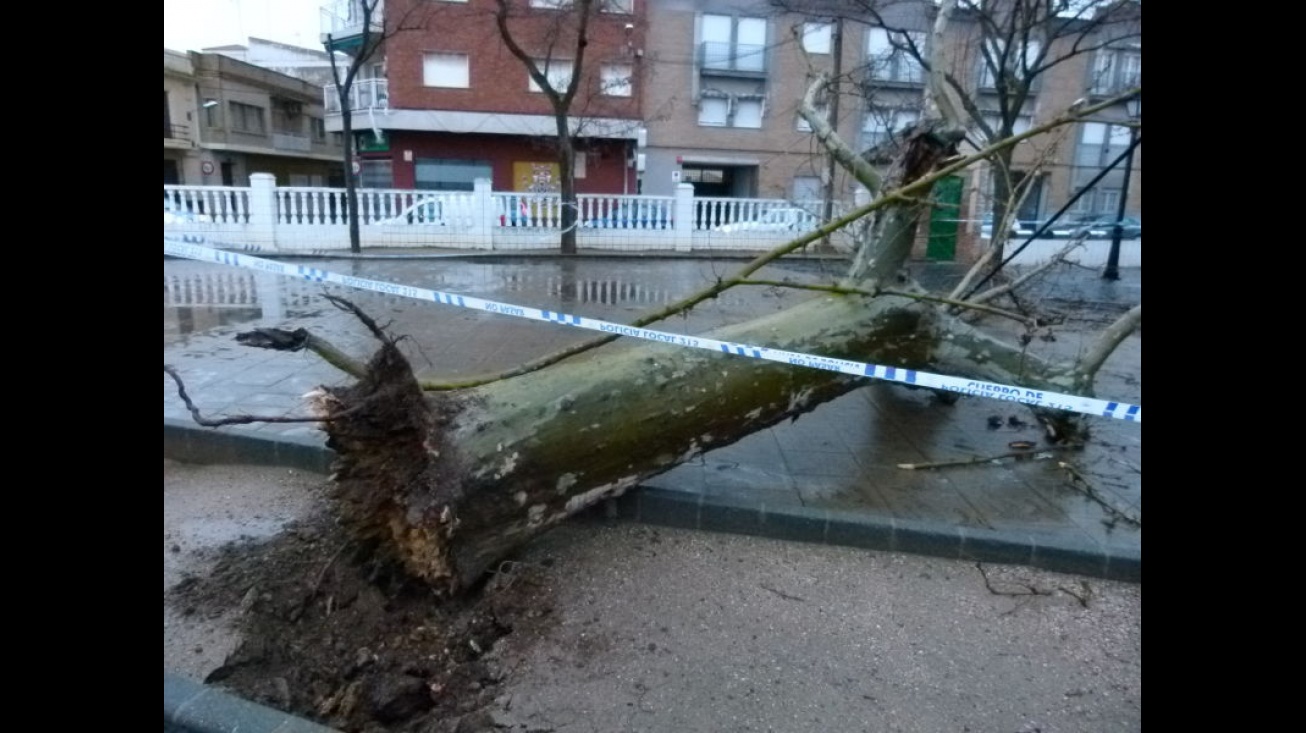 Árbol caído por el viento en los paseos Príncipe de Asturias