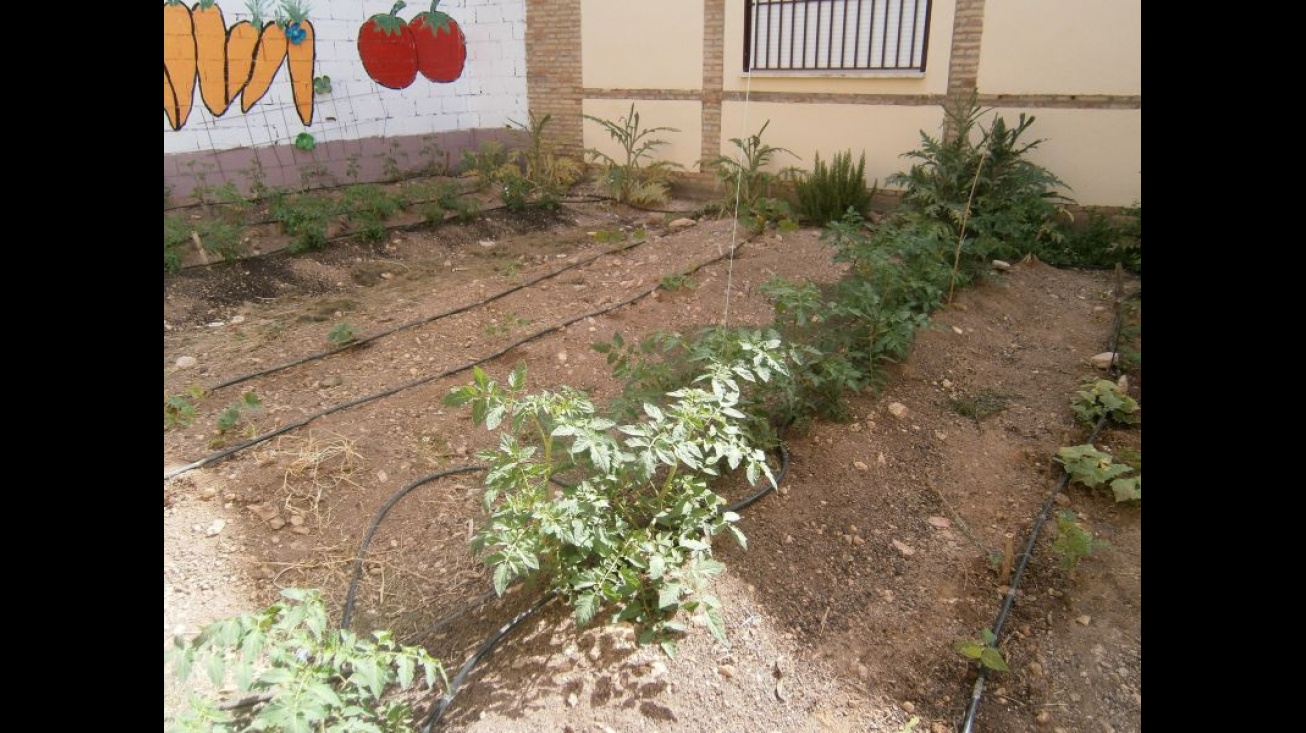 Huerto escolar del IES Sotomayor