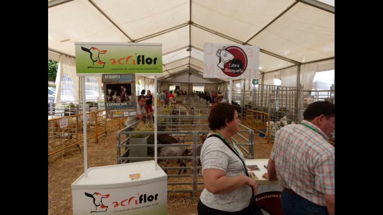 Exposición caprina del sector ganadero de FERCAM