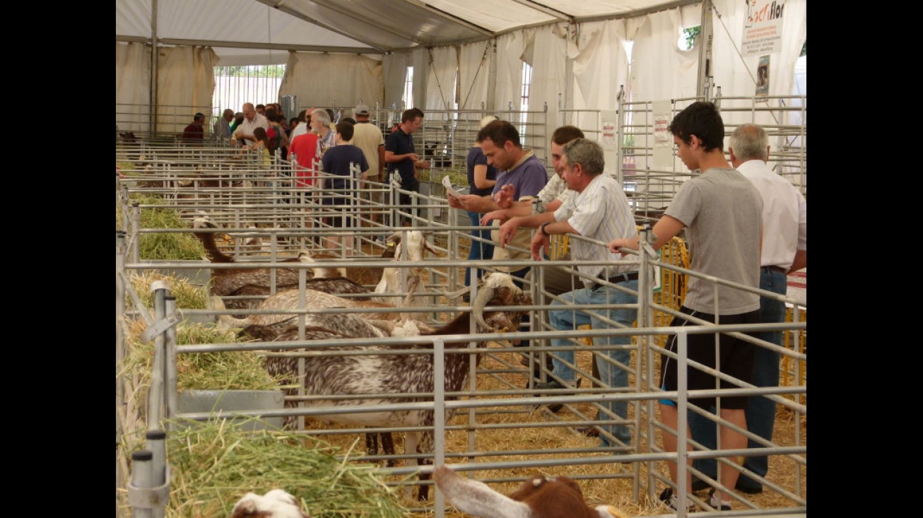 Ejemplares de raza florida en FERCAM 2014