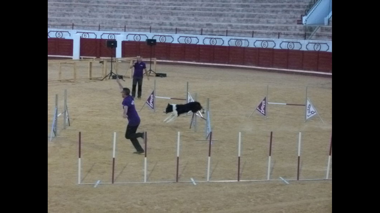 Exhibición de agility con un border collie