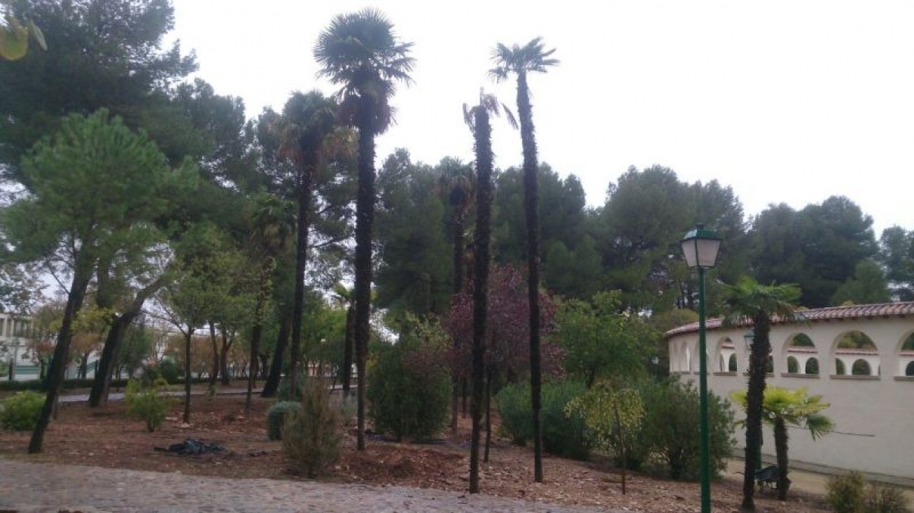 Algunos de los palmitos trasplantados en el parque del Polígono