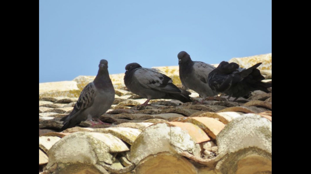 Palomas en un tejado próximo a la plaza de la Constitución