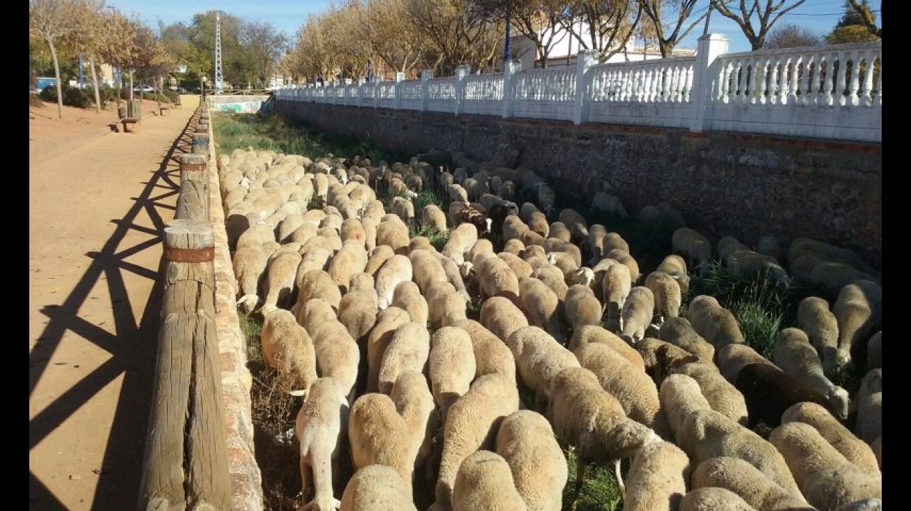 300 ovejas despejan el Caz del río Azuer