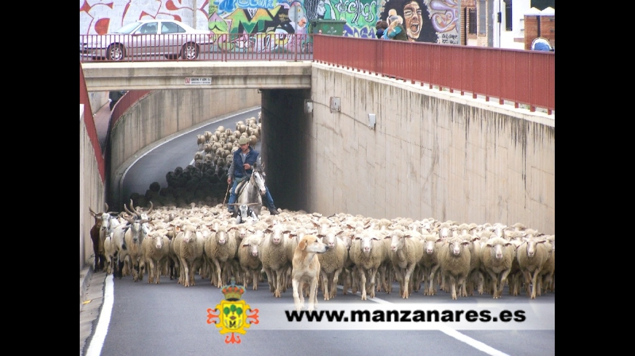 Trashumancia en Manzanares